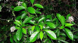 Image of Psychotria mapourioides DC.