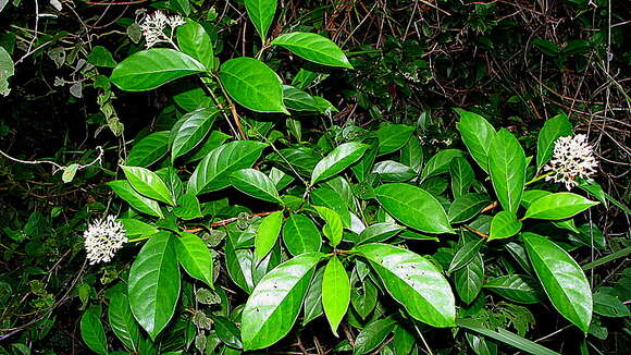 Image of Psychotria mapourioides DC.