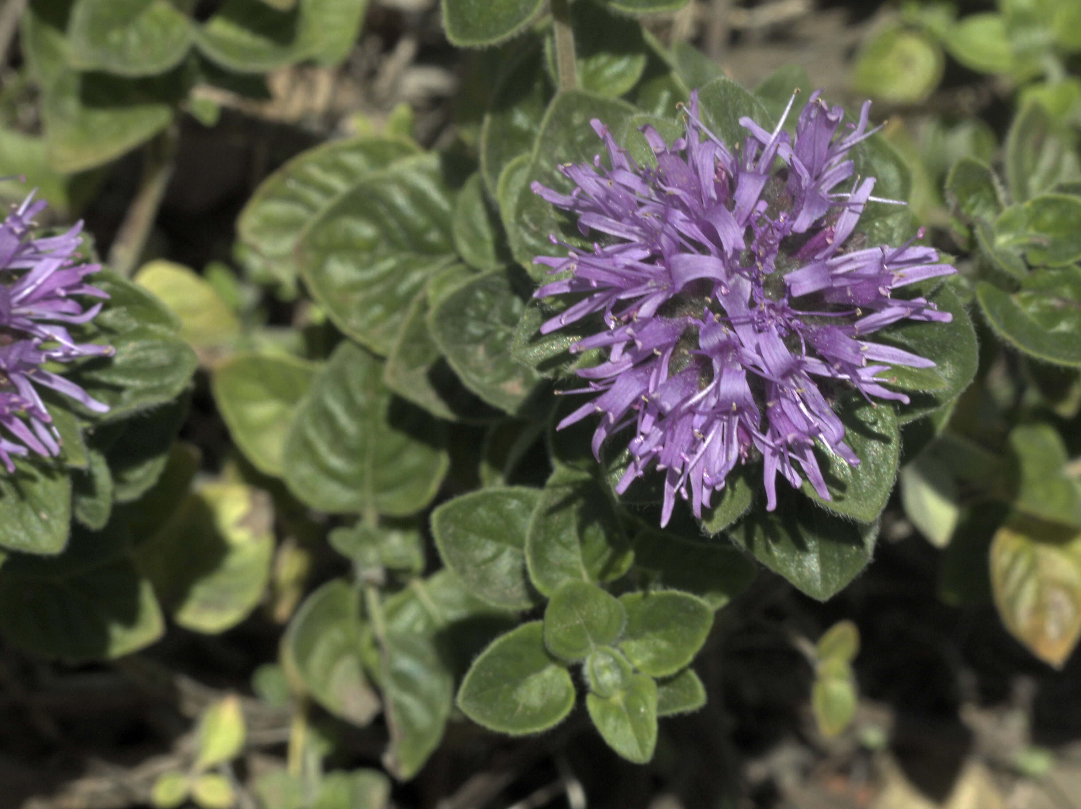 Image of coyote mint