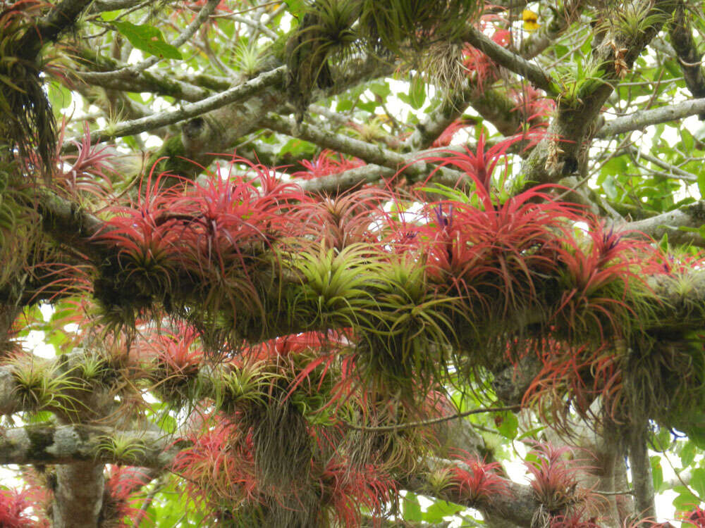 Imagem de Tillandsia brachycaulos Schltdl.