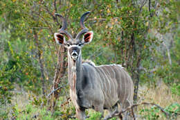 Image of Spiral-horned Antelope