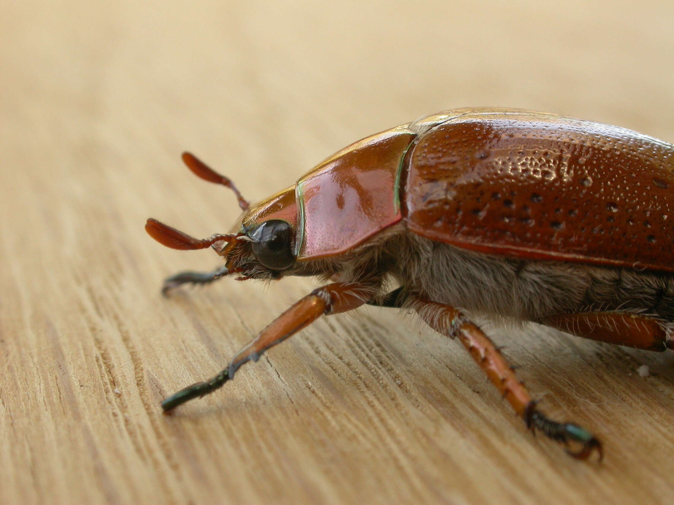 Image of Christmas Beetles