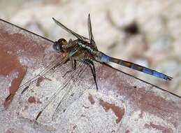 Image of Epaulet Skimmer