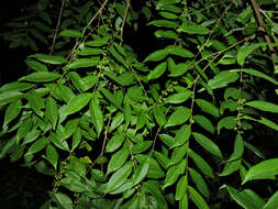 Image de Phyllanthus skutchii Standl.