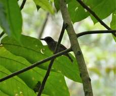 Image of Black-crowned Antshrike