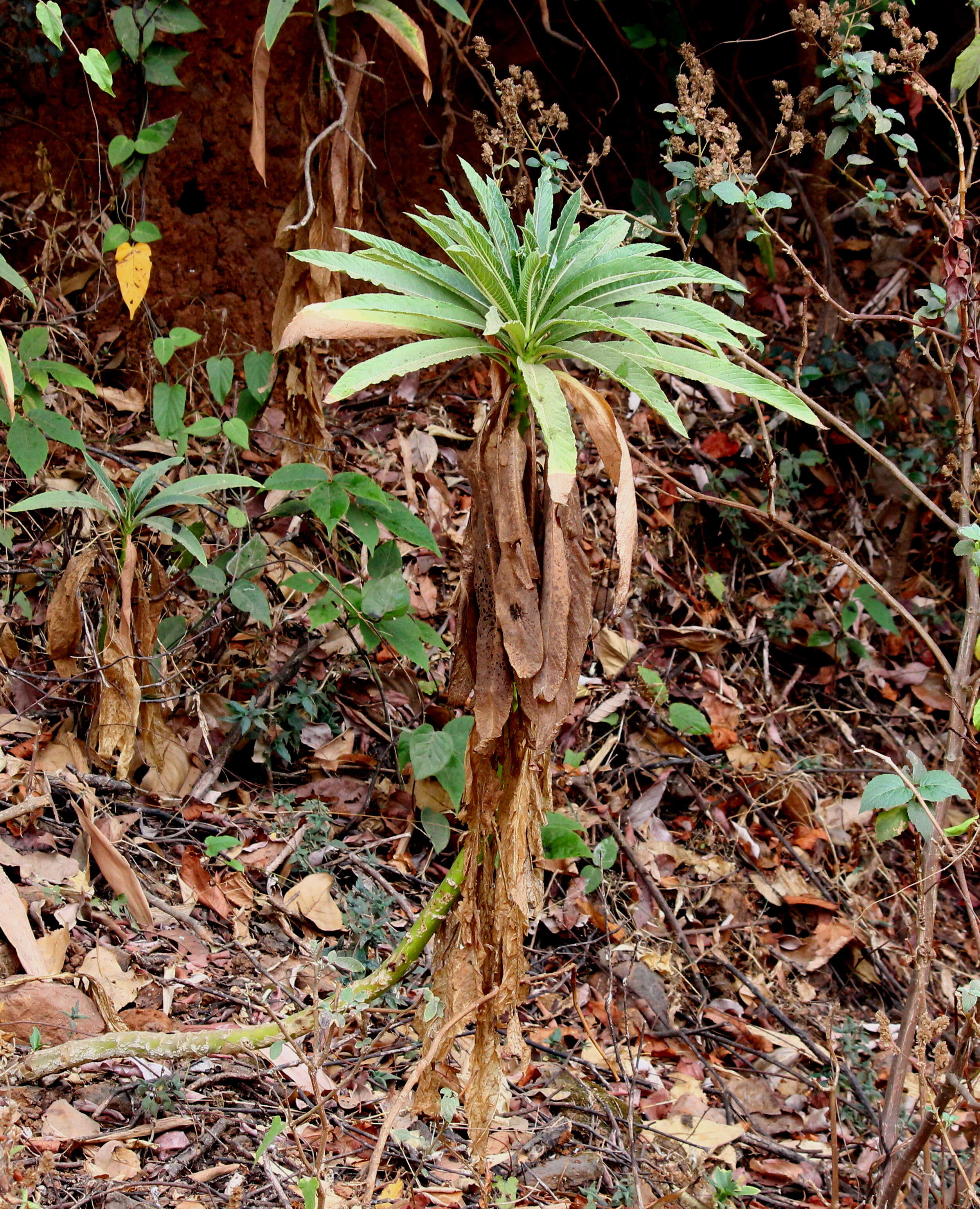 Image de Lobelia nicotianifolia Roth