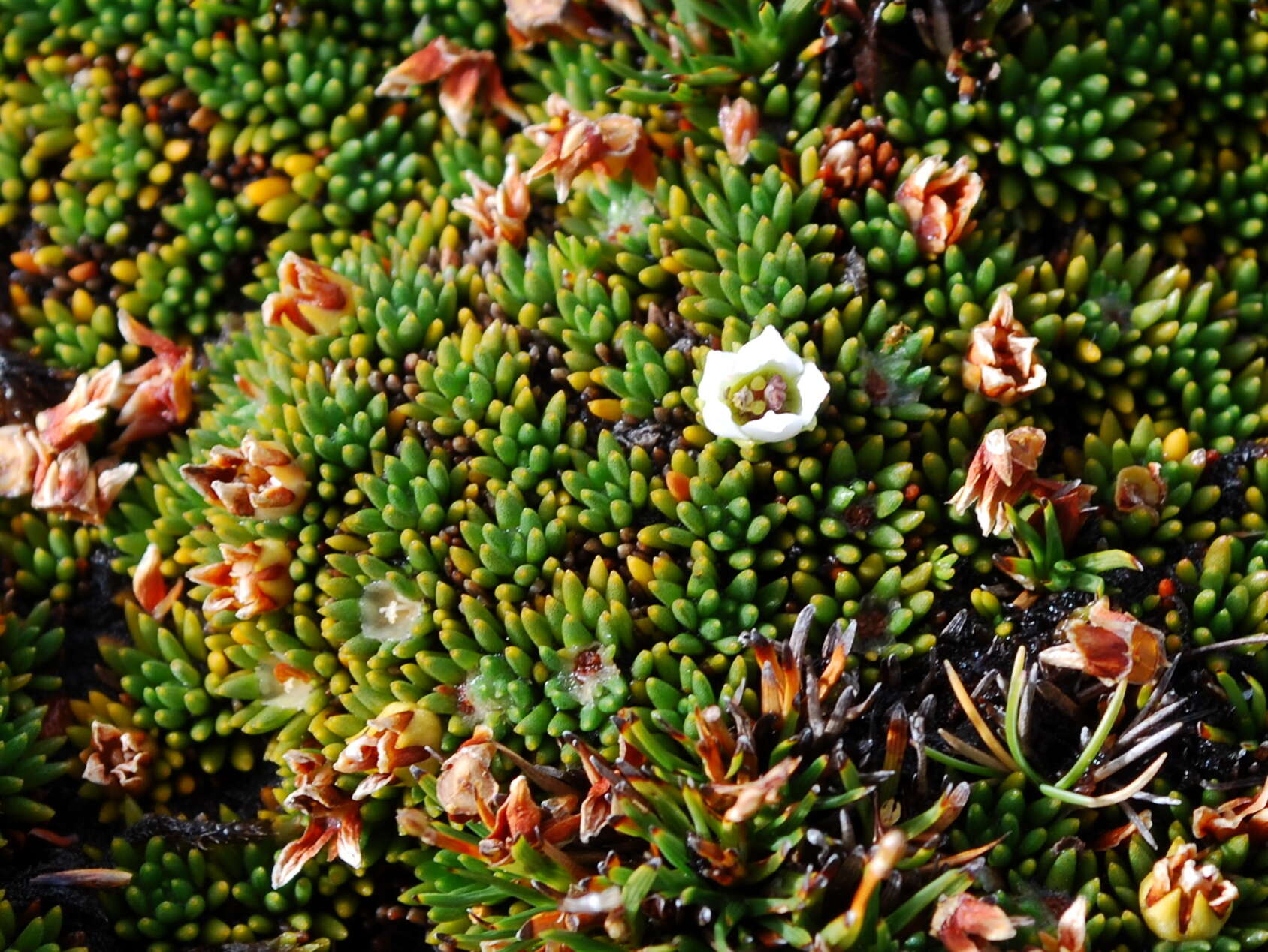 Image of Donatia novae-zelandiae Hook. fil.