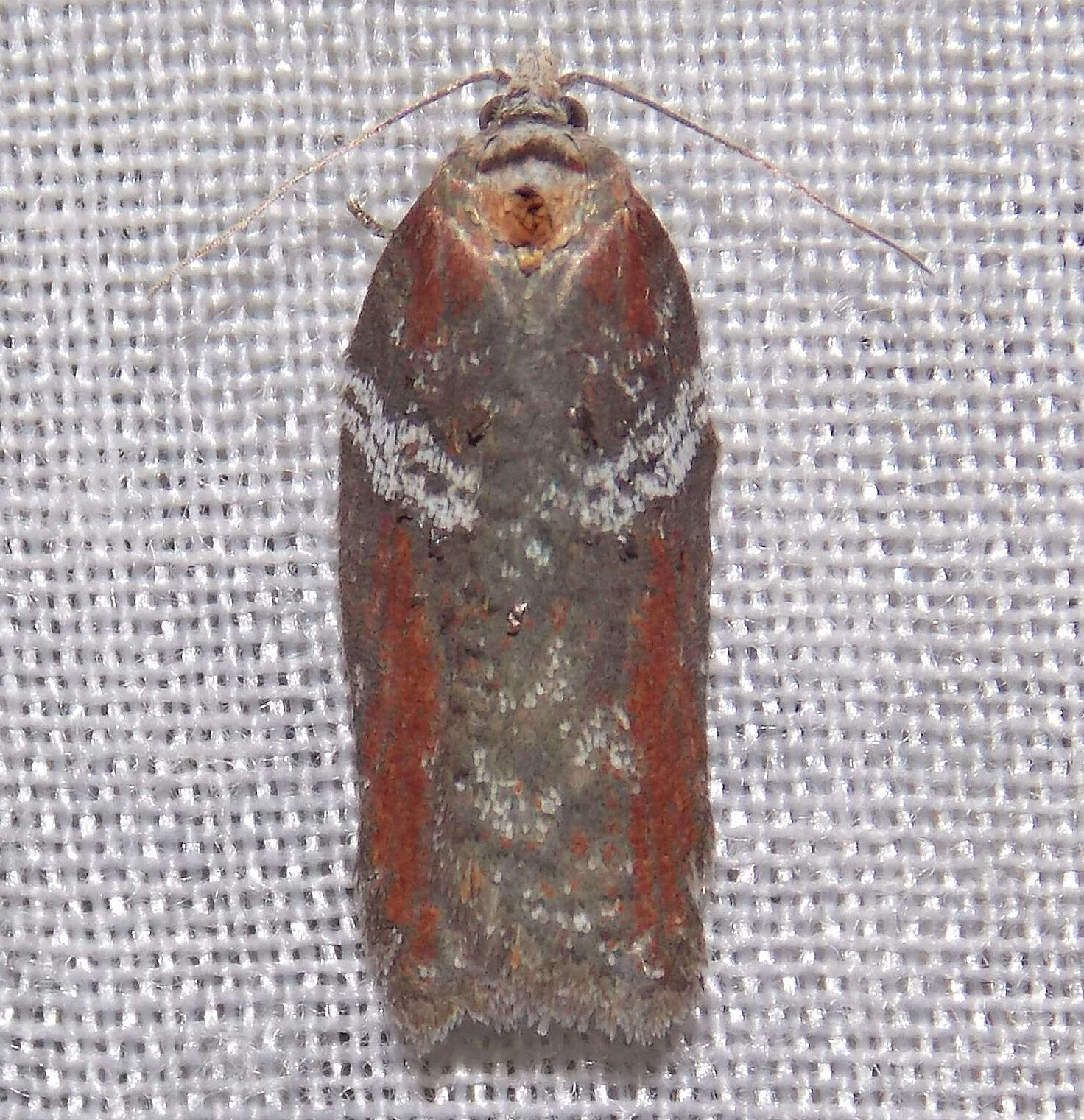 Image of Acleris