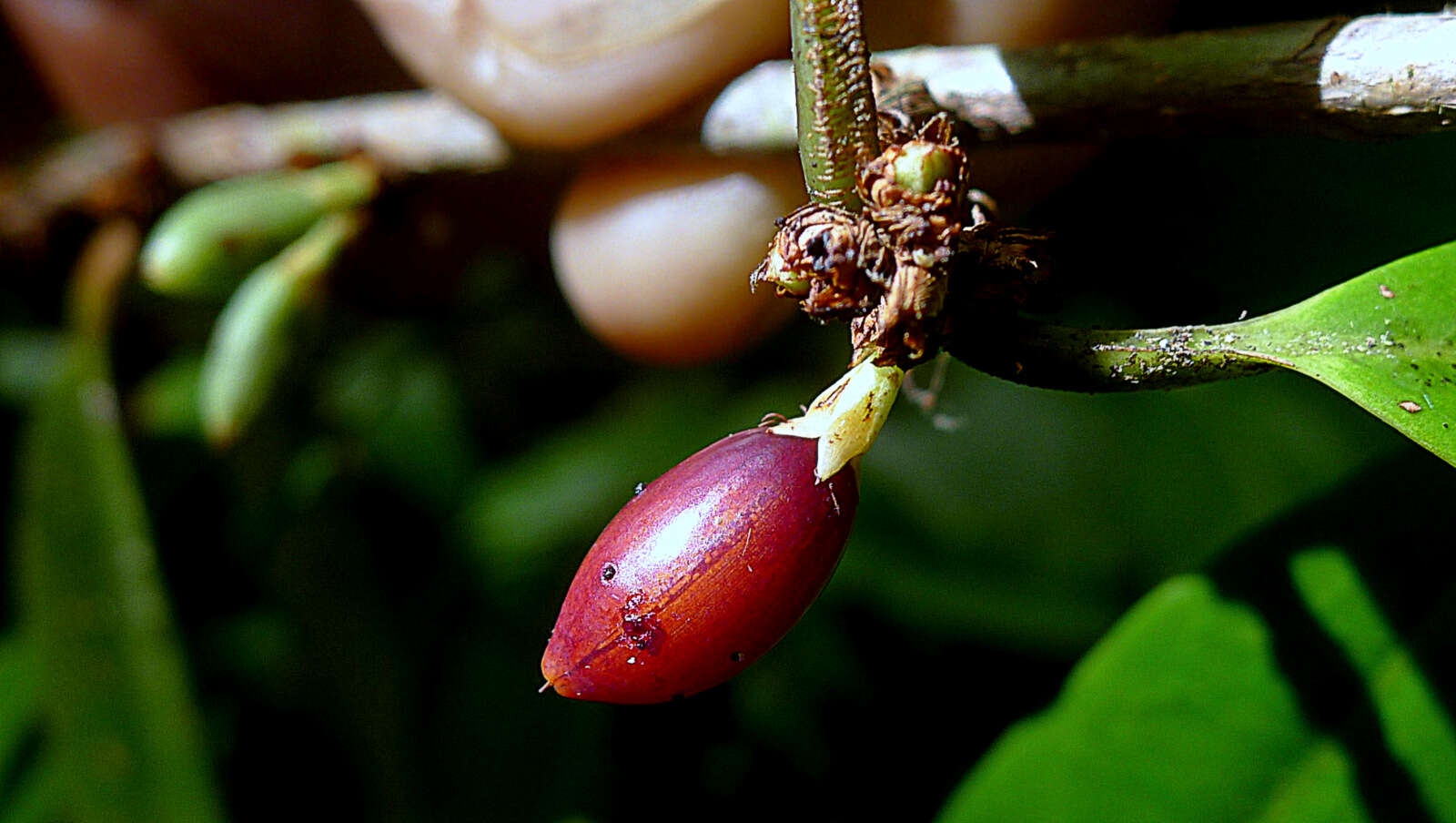 Image of Erythroxylum nobile O. E. Schulz