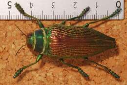 Image of Psiloptera