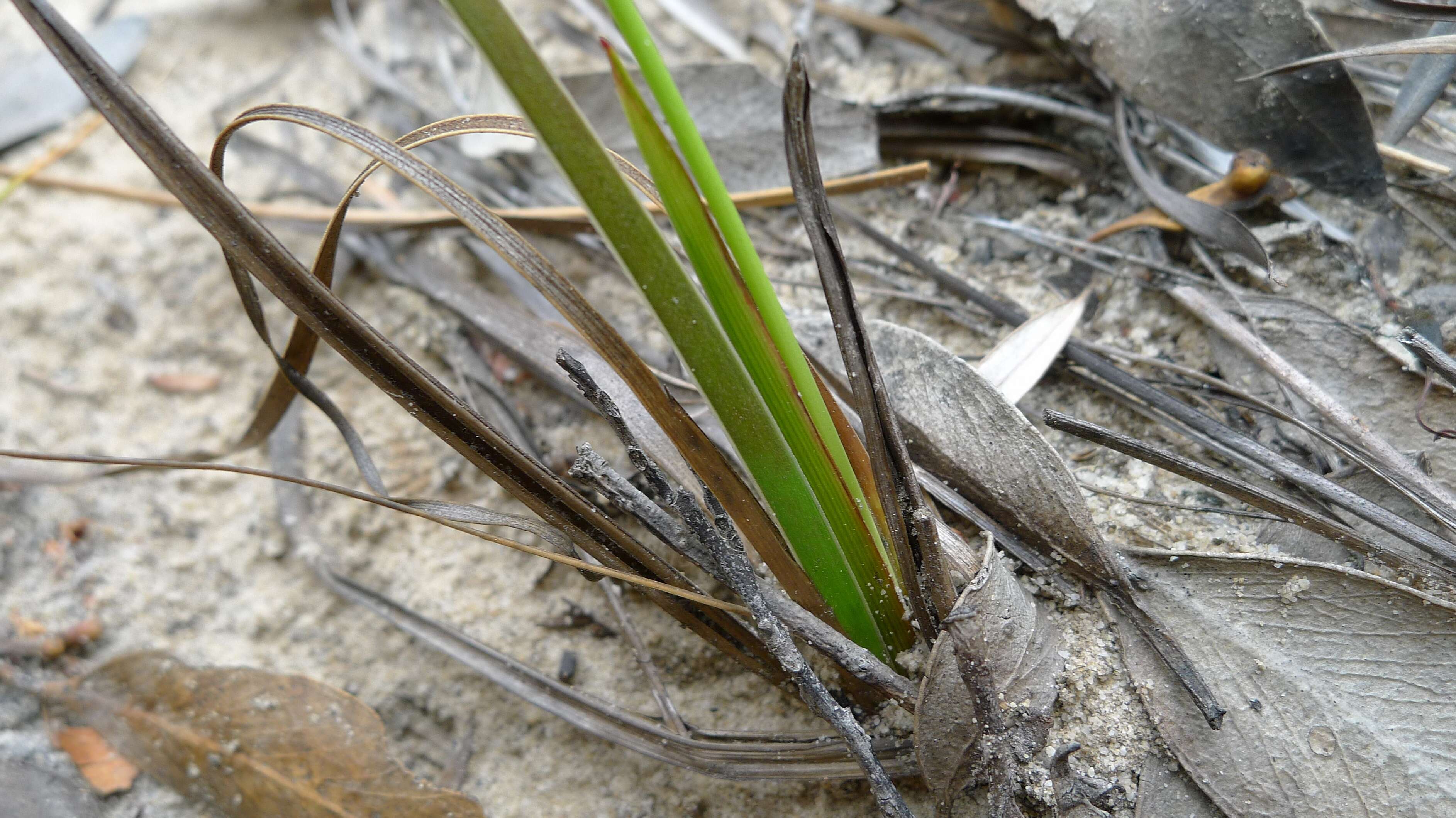 Image of yellow-eyed-grass family