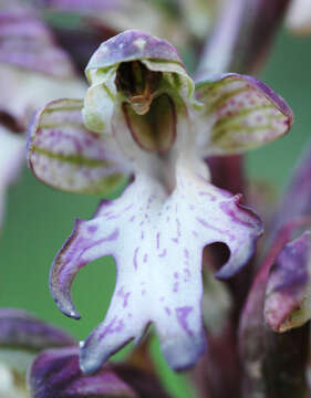 Image of Himantoglossum