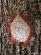 Image of Plumeria bracteata