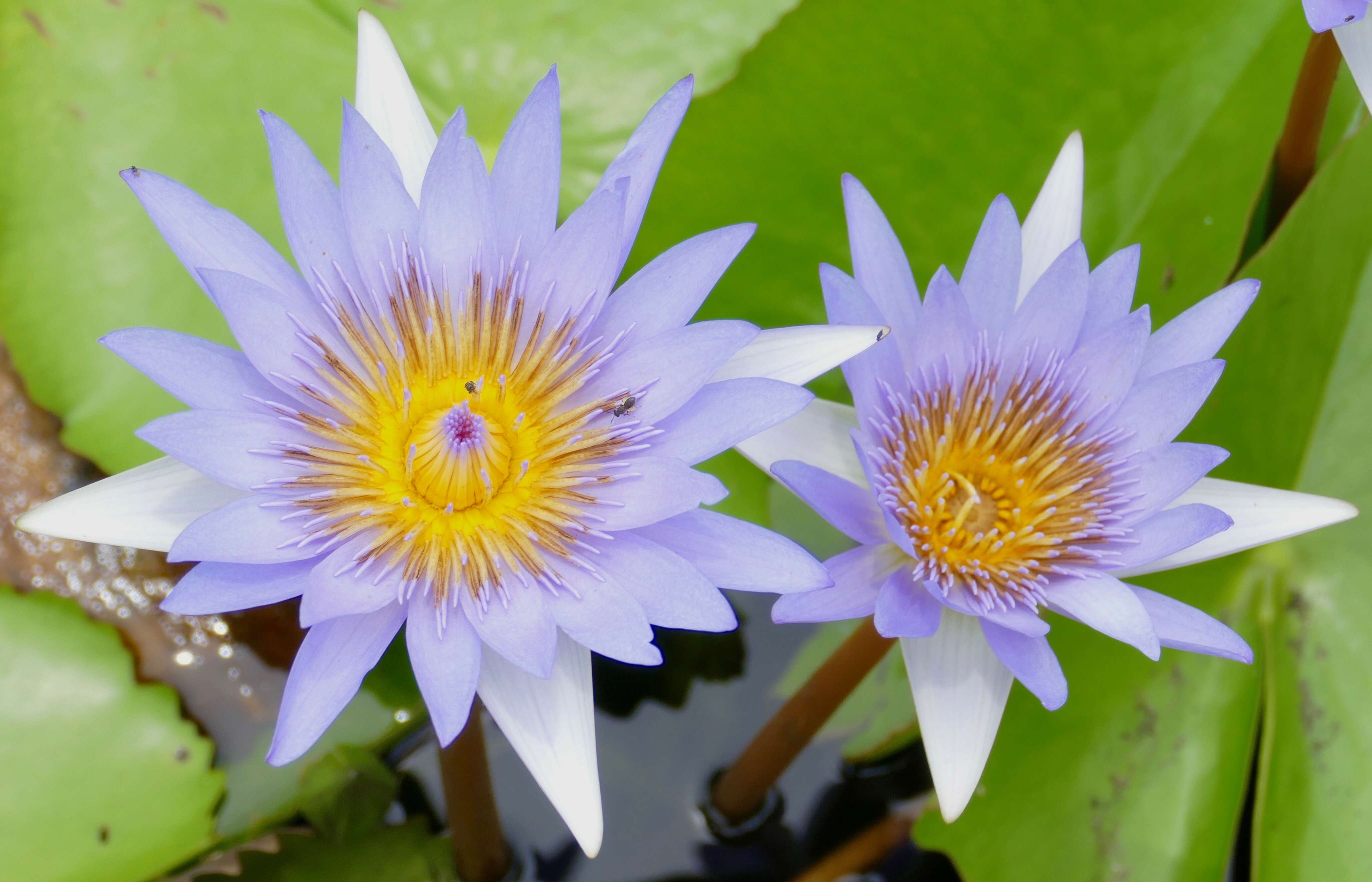 Image of waterlily