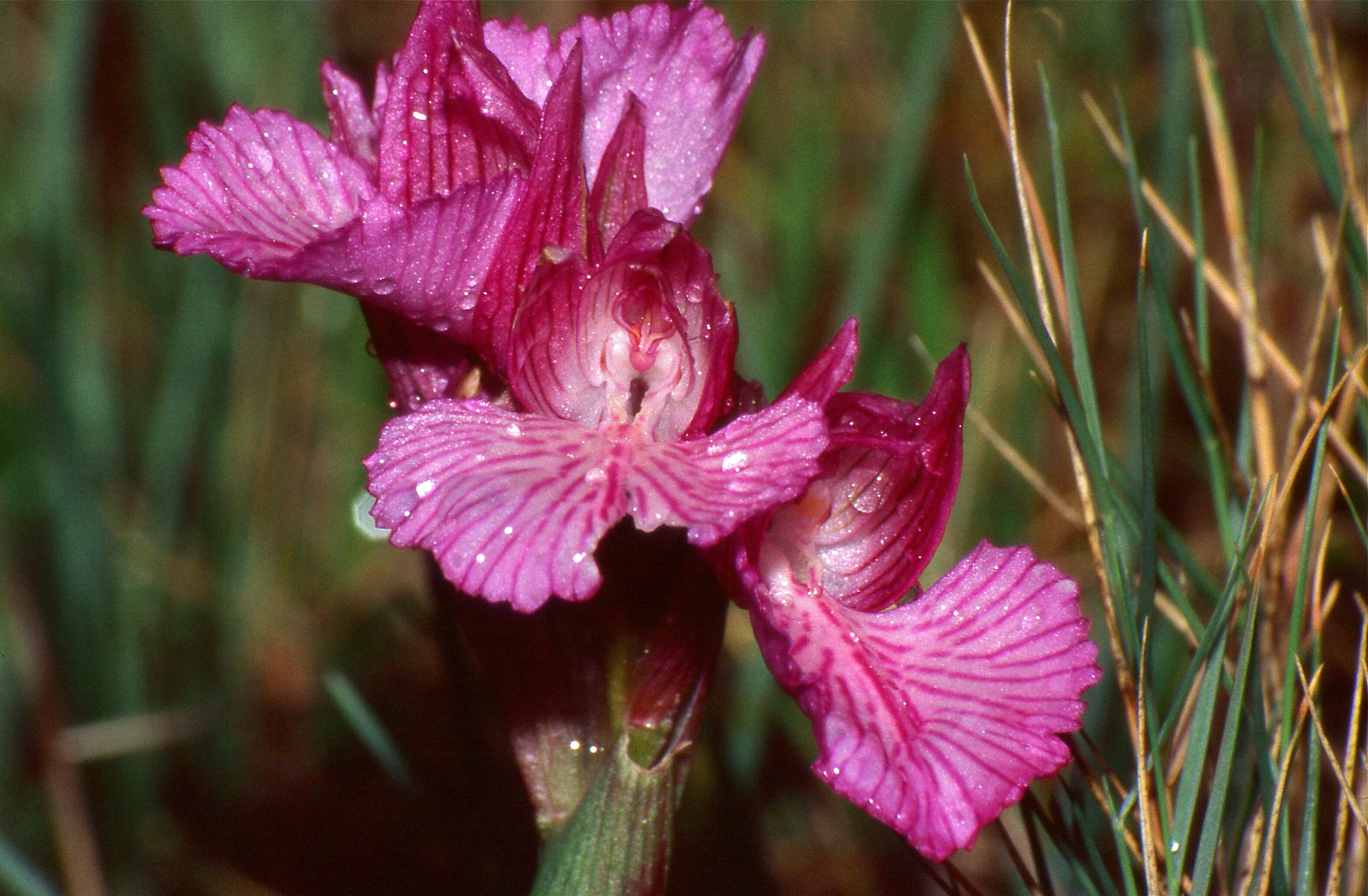 Image of Butterfly orchid