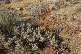 Image of St John's wort