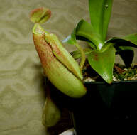 Image of Pitcher Plant