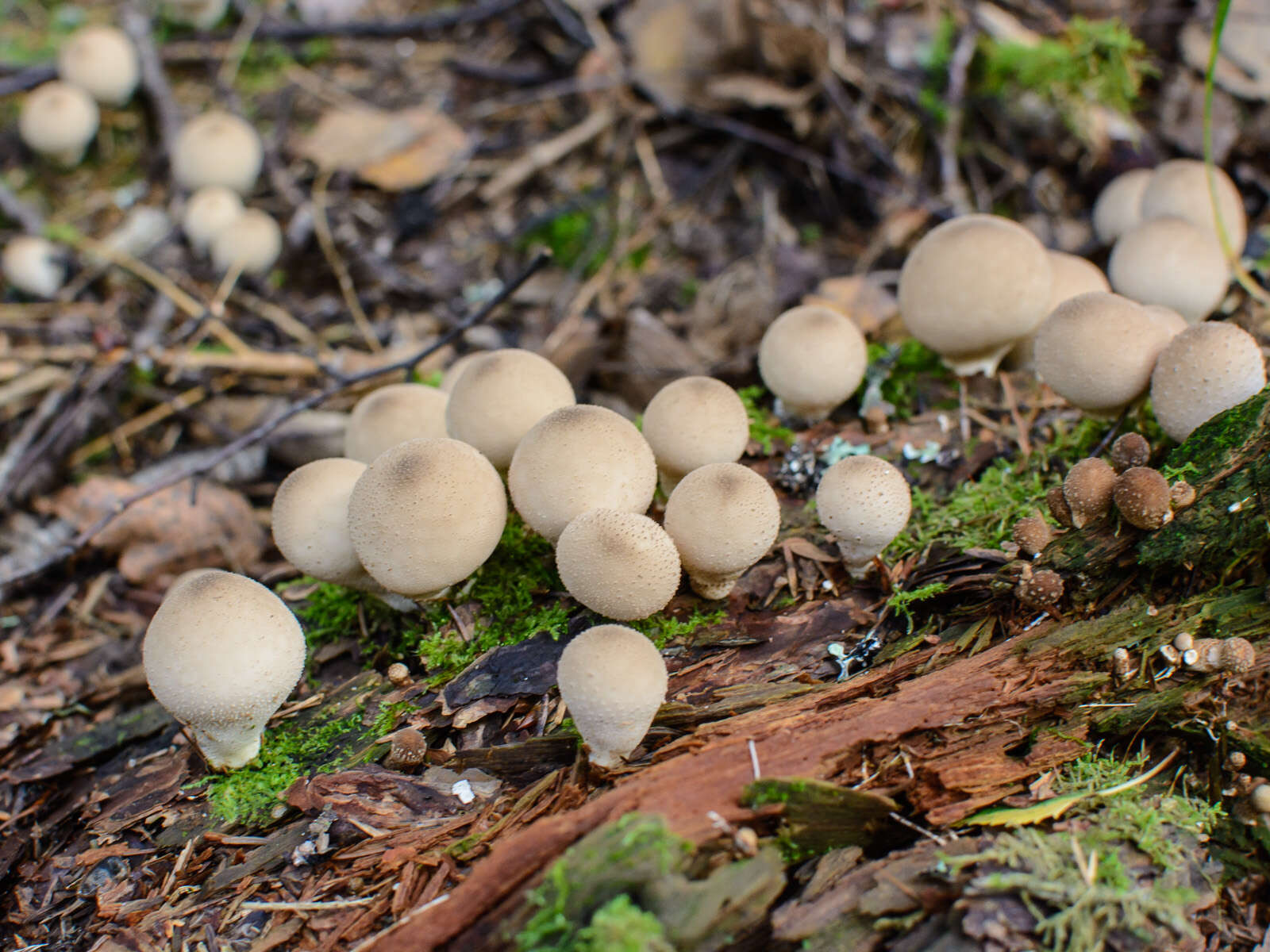 Image of Lycoperdon