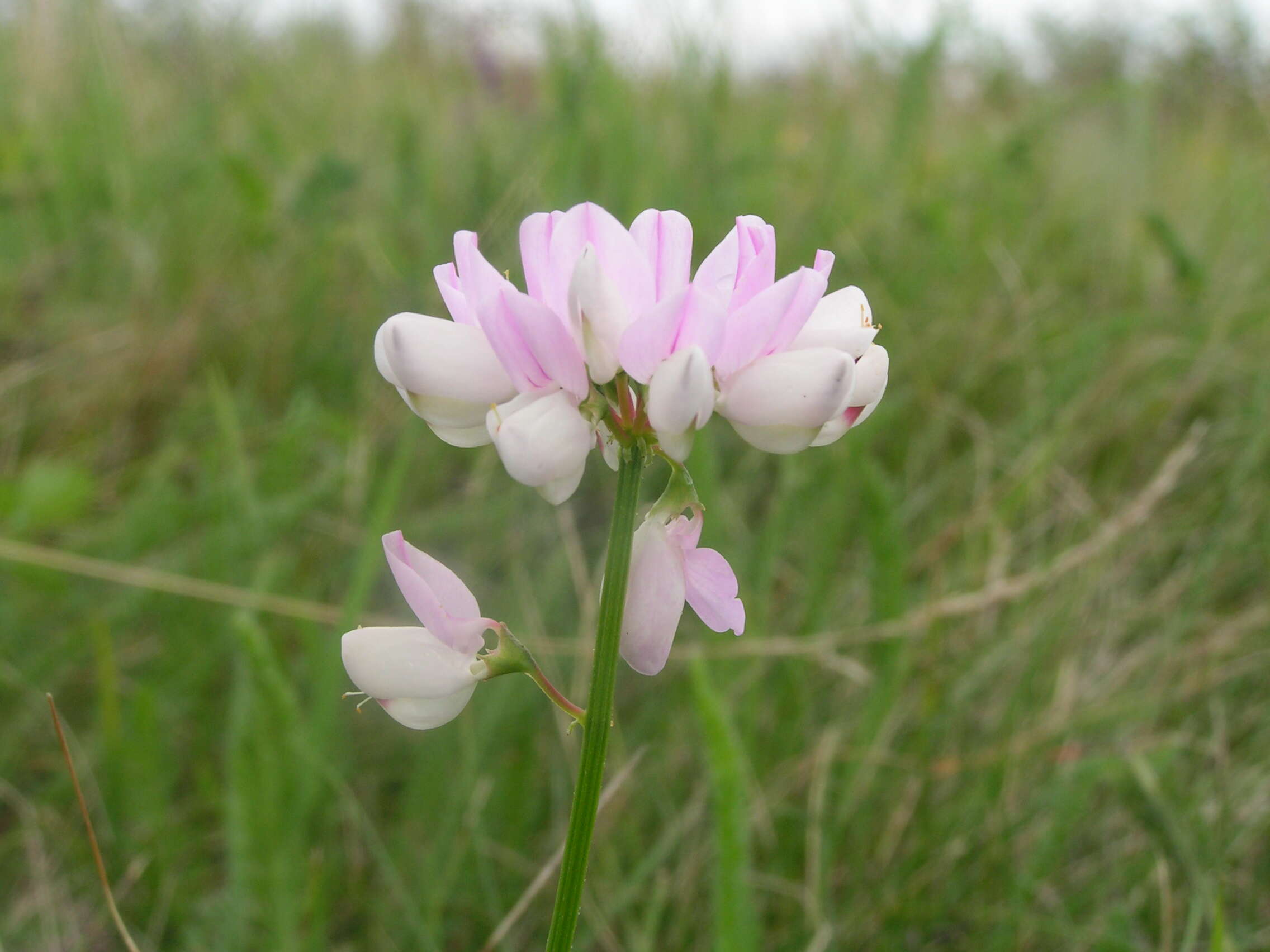 Image of crownvetch