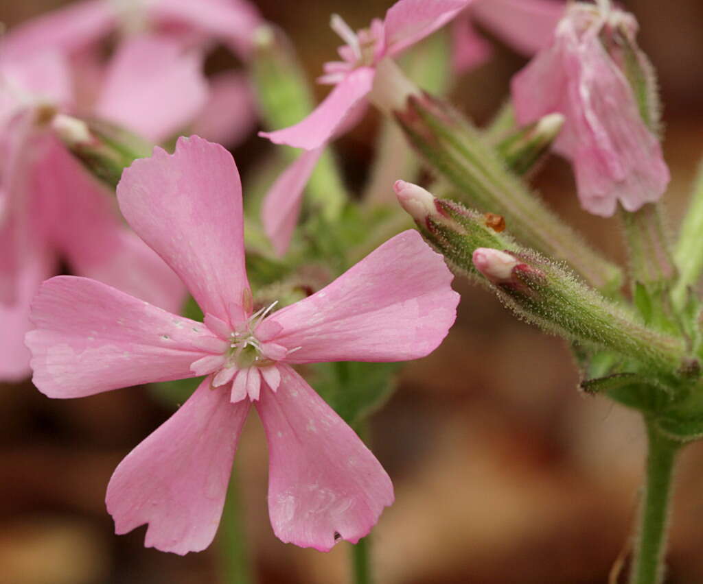 Image of sticky catchfly