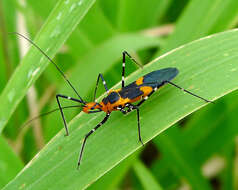 Image of Milkweed Assassin Bug