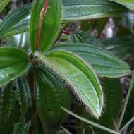 Image of Miconia ciliata (L. Rich.) DC.