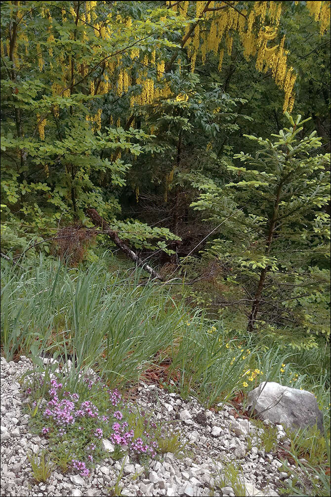 Image of Alpine Laburnum