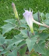 Image de Datura