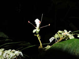 Image of Macrolobium costaricense W. C. Burger