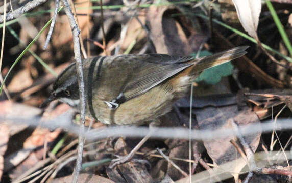 Image of White-browed Scrubwren