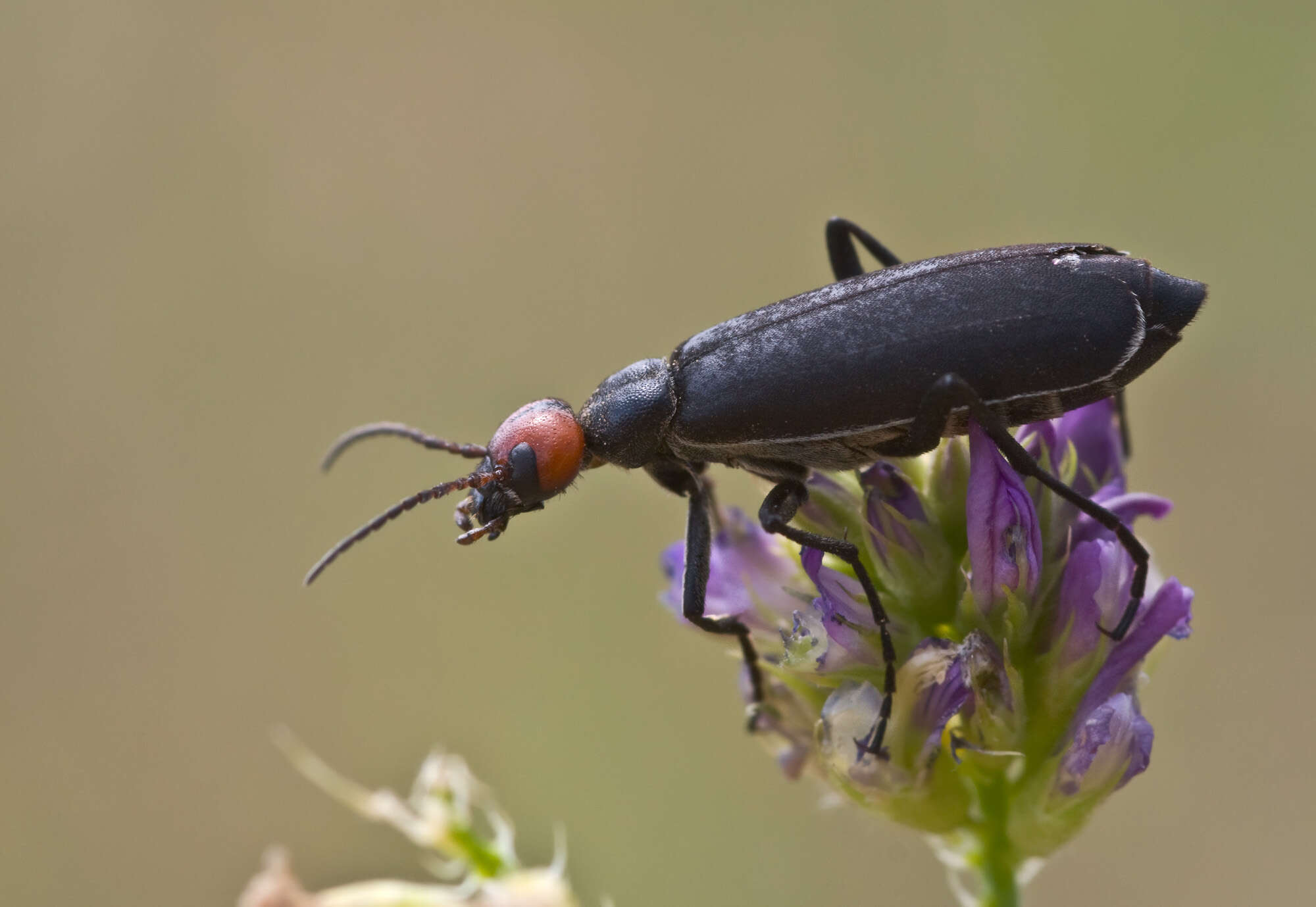 Image of Meloidae