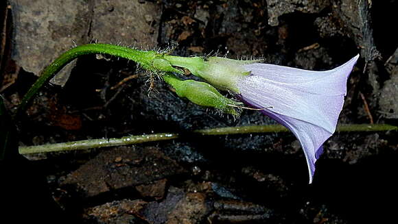 Image of Ipomoea cynanchifolia Meisn.