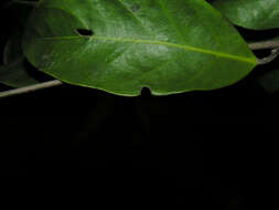 Image of Stephanopodium