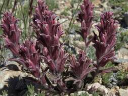 Image of dwarf alpine Indian paintbrush