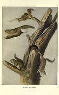 Image of Carolina Flying Squirrel