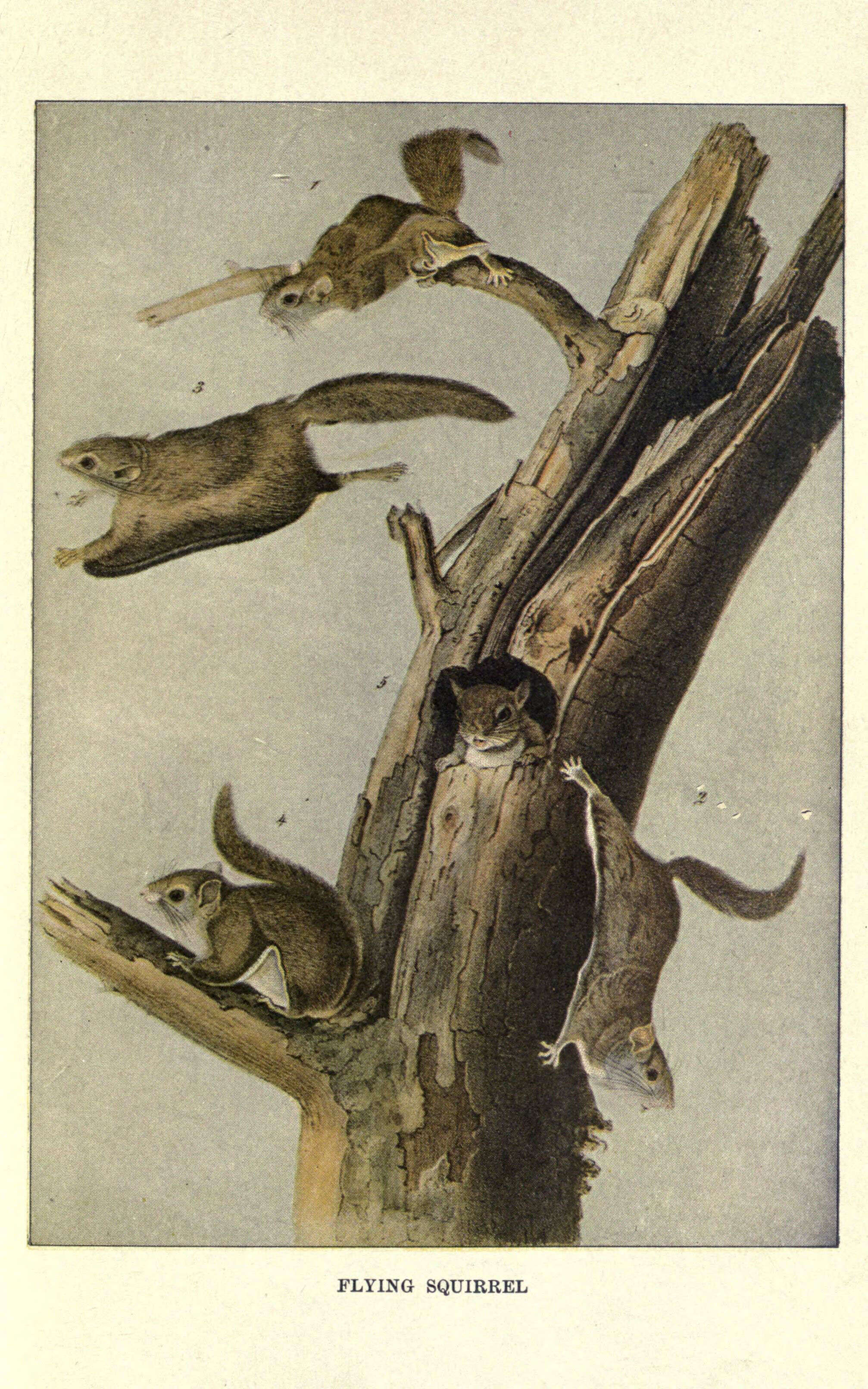 Image of American Flying Squirrels