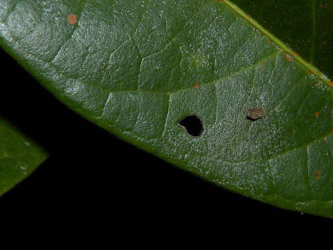 Salacia multiflora (Lam.) DC. resmi