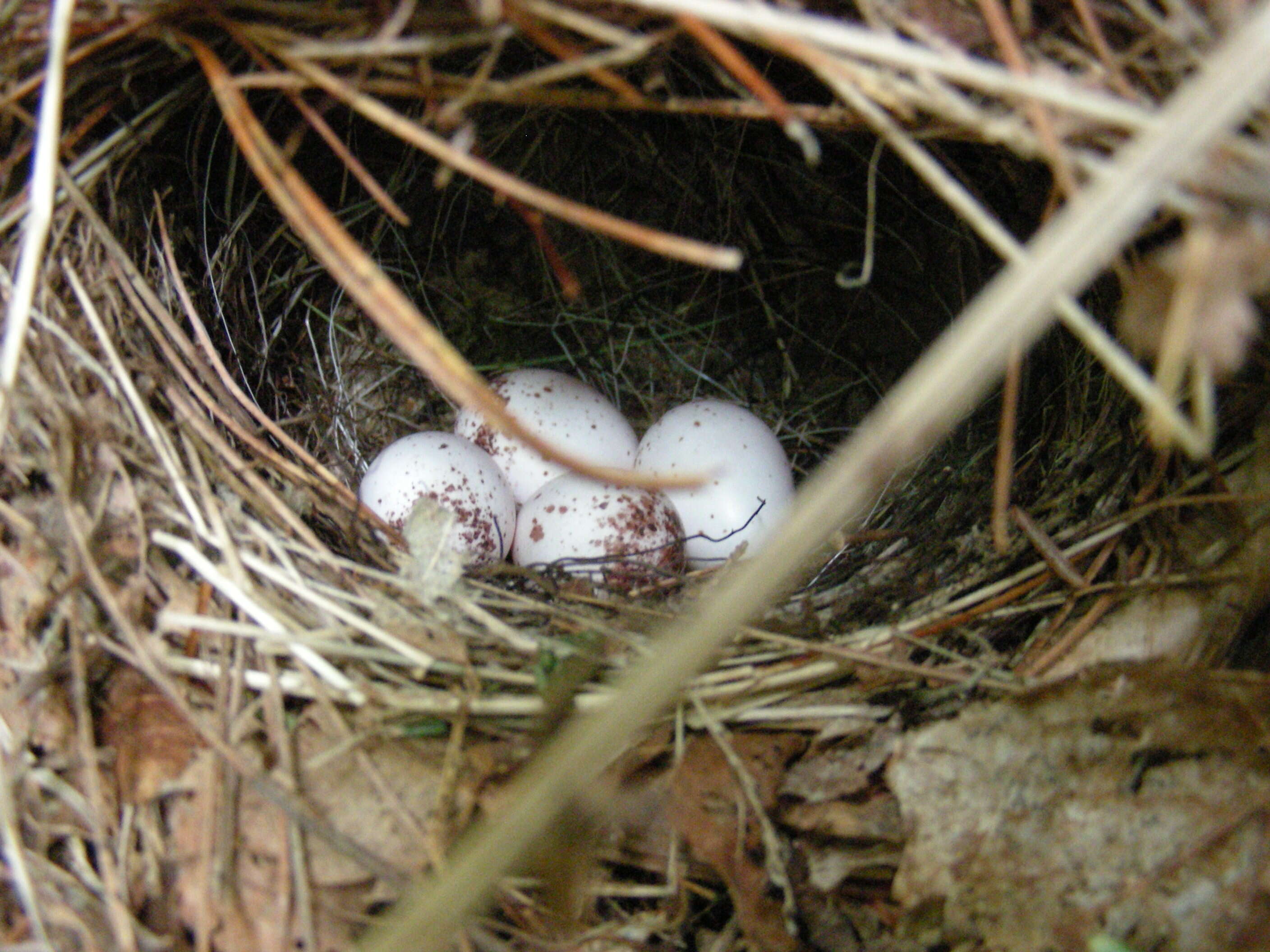 Image of Seiurus aurocapillus