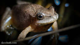 Image of Spring Peeper