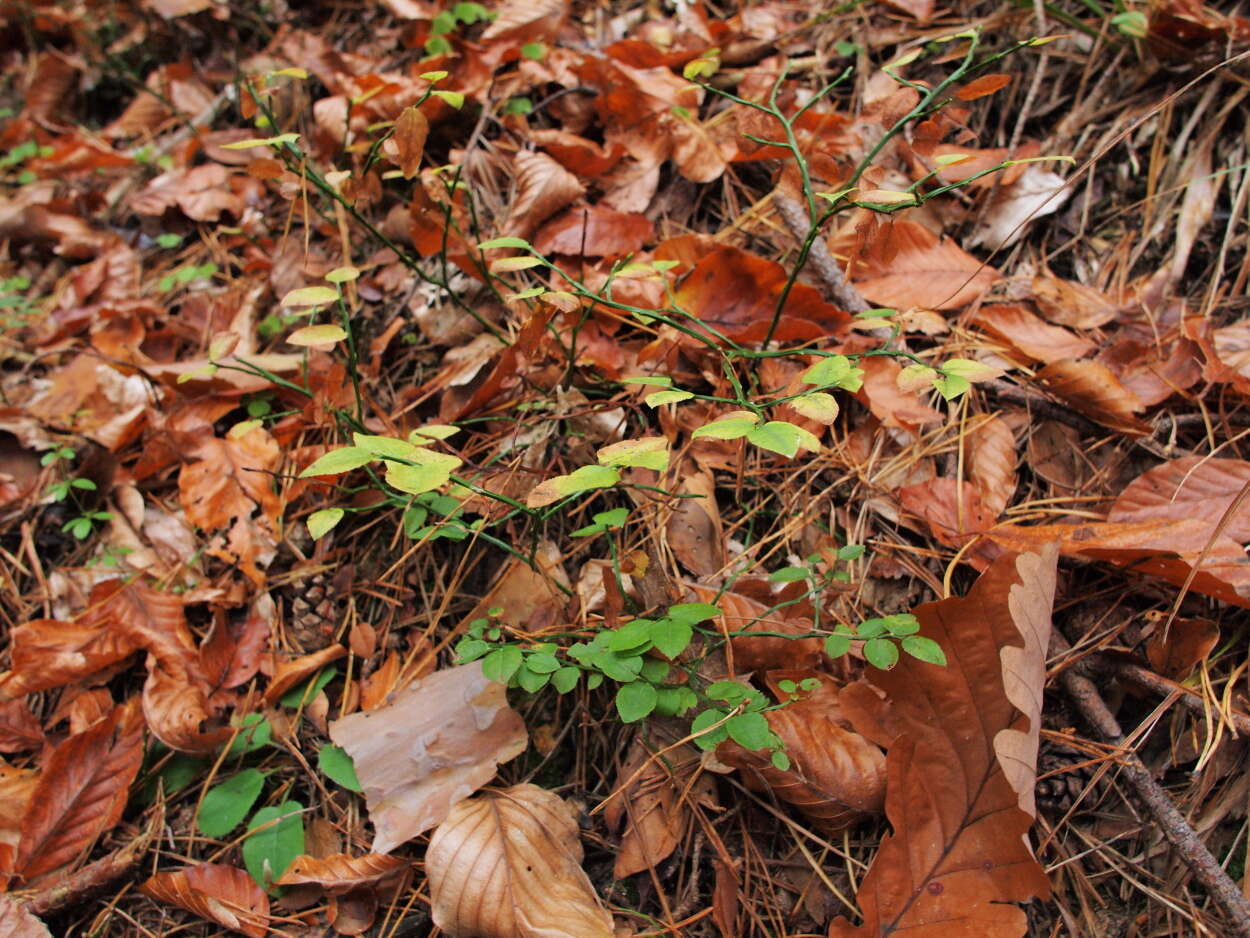 Image of blueberry