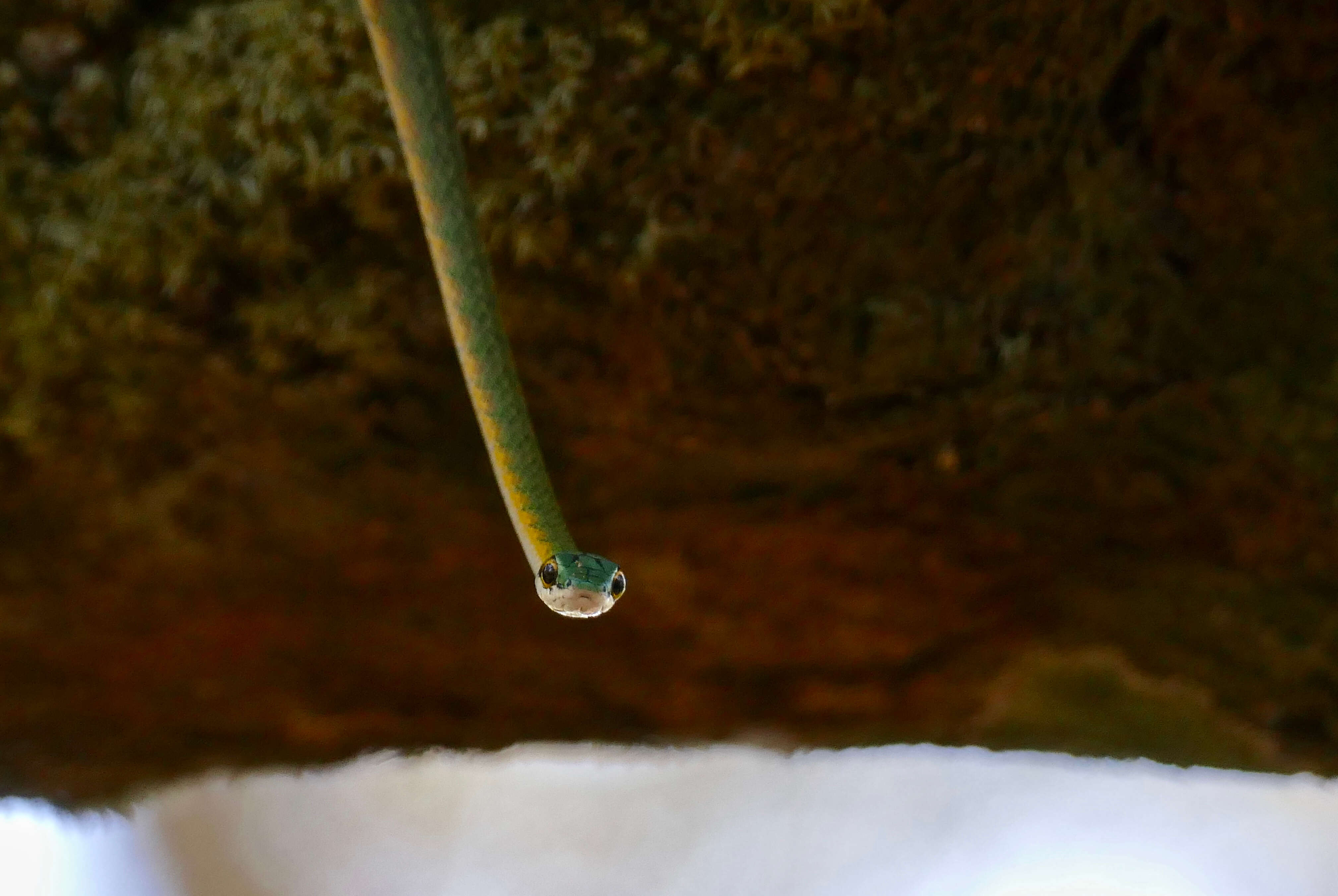 Image of Green Parrot Snake