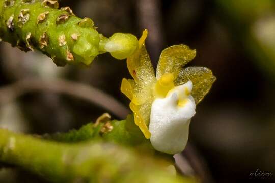 Image of Grosoudy's orchids