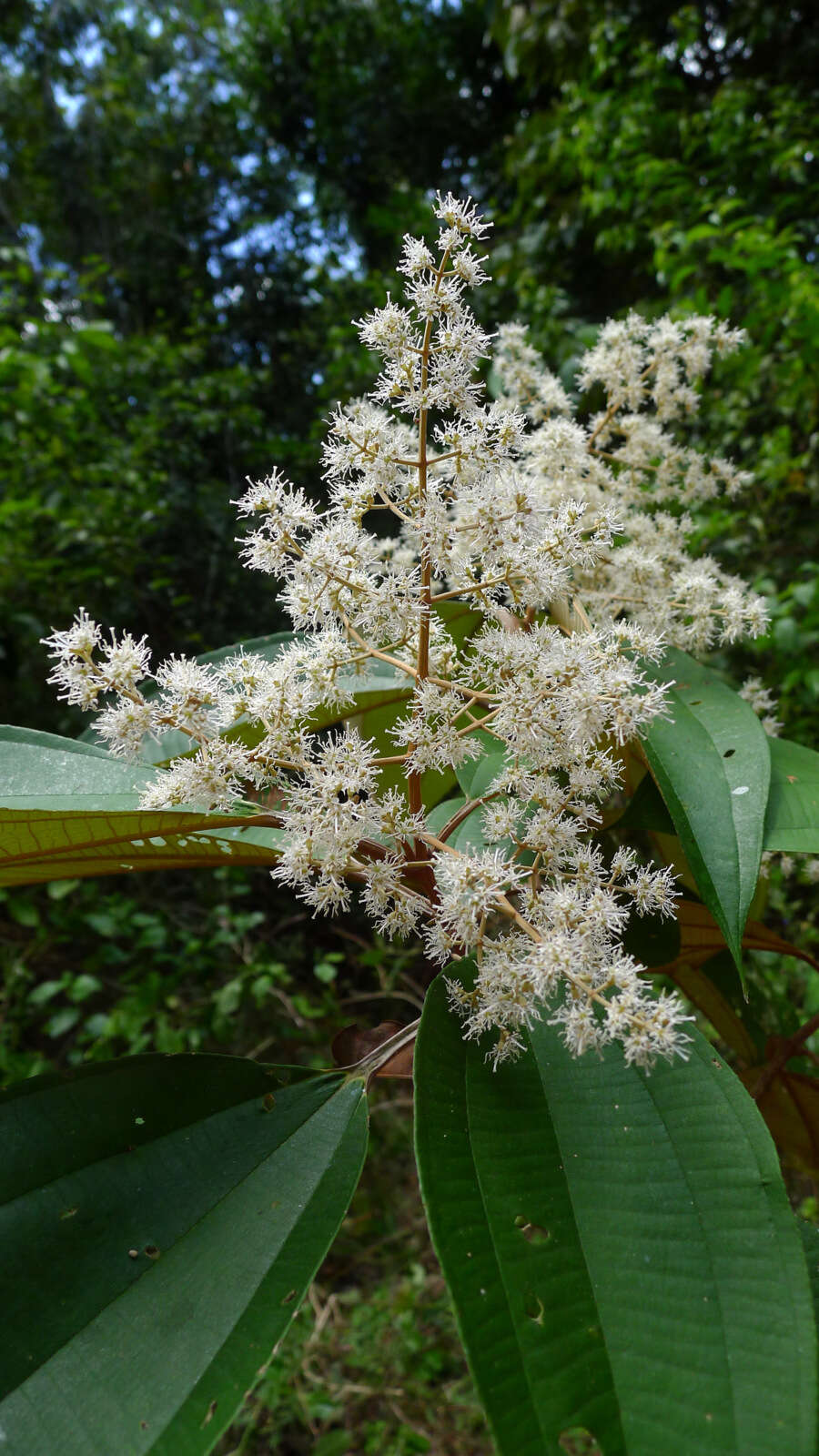 Image of Miconia hypoleuca (Benth.) Triana