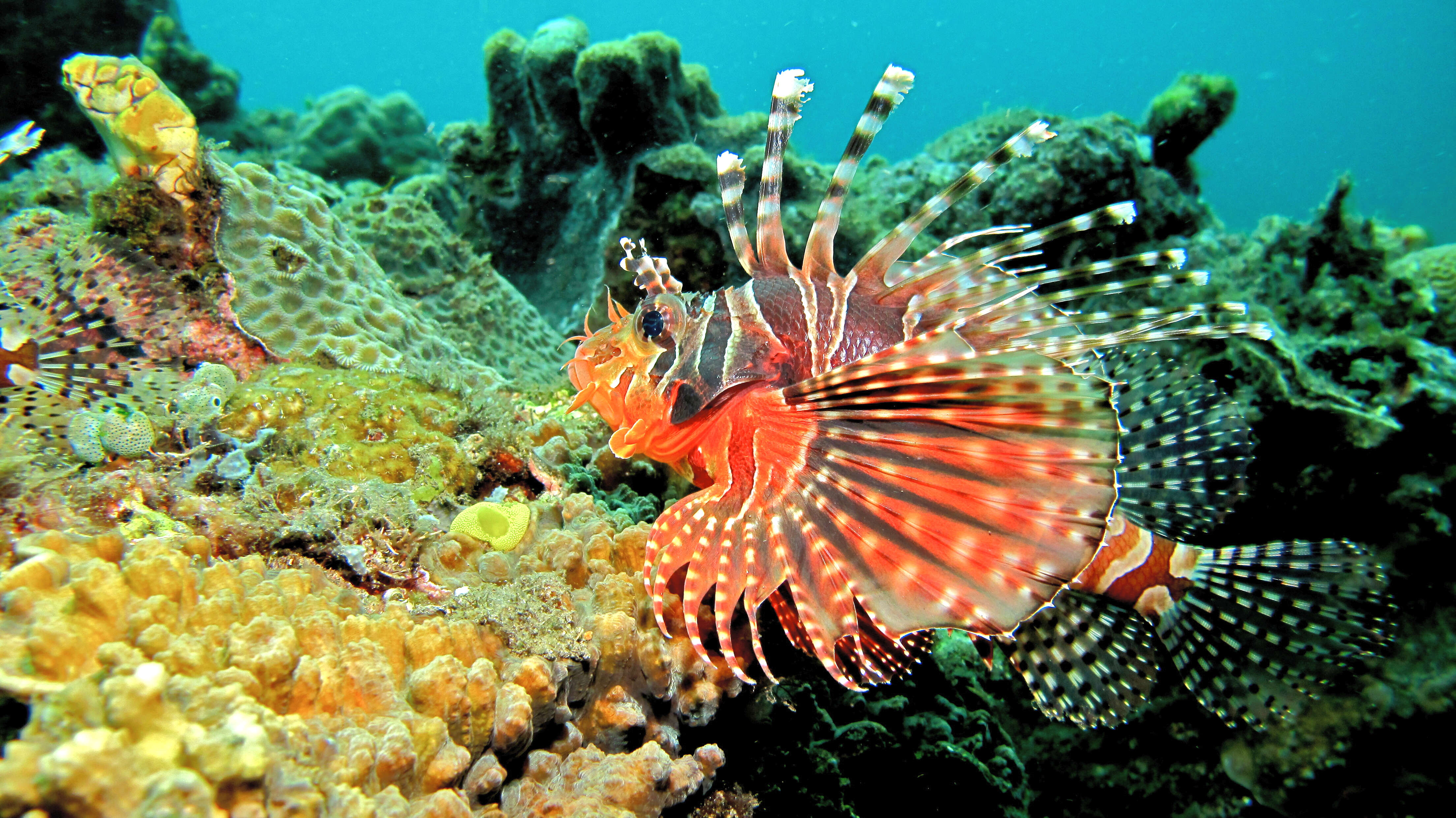 Image of Zebra lionfish