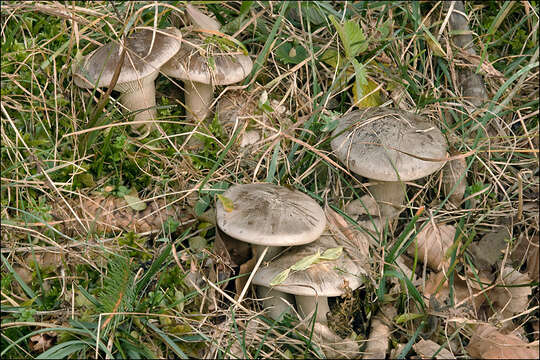 Image de Clitocybe