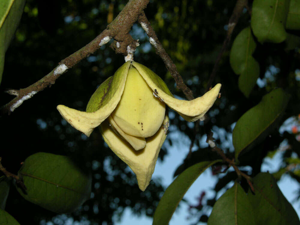 Image of soursop