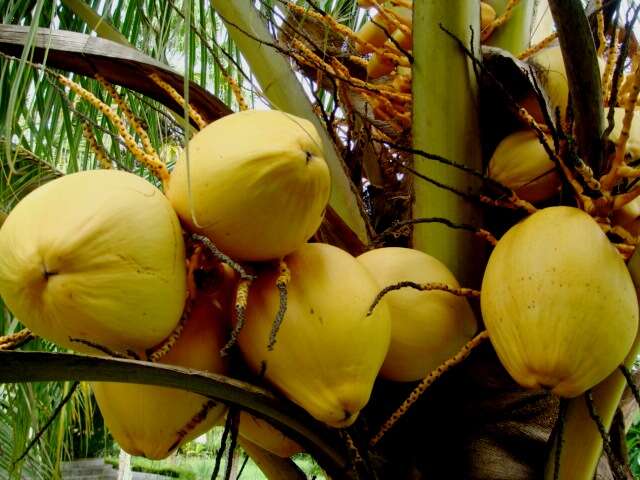 Image of coconut palm