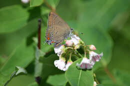 Image of flytrap dogbane