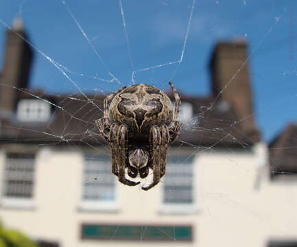 Image of Furrow spiders