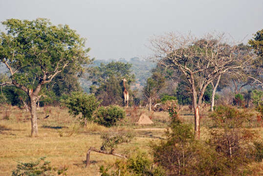 Image of Giraffes